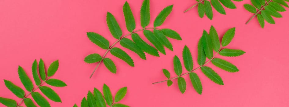 Creative flat lay top view pattern with fresh green rowan tree leaves on bright pink background with copy space in minimal duotone pop art style, frame template for text. Long wide banner