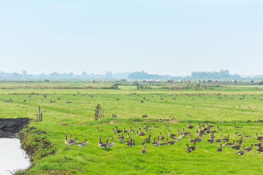 Lots of wild geese searching food on the meadow in Netherlands