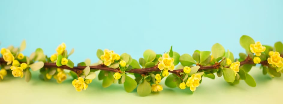 Spring blossoming barberry branch with green leaves, barbs and yellow flowers on pastel color paper background with copy space in minimal style, long wide banner
