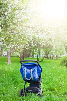 Blue baby stroller carriage on green grass in the white blooming apple garden. Maternity motherhood concept