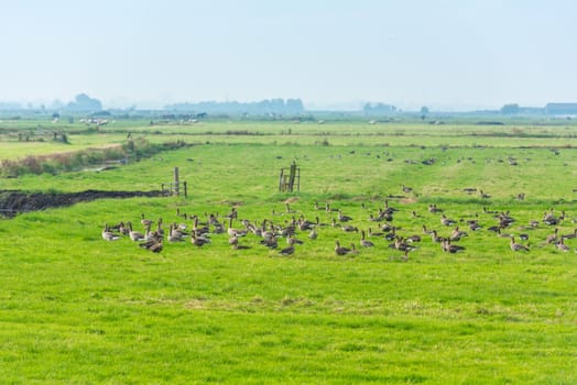 Lots of wild geese searching food on the meadow in Netherlands