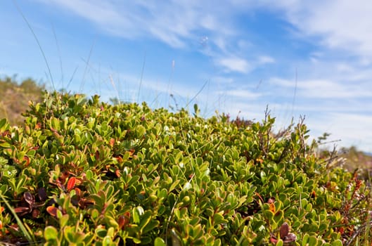 Iceland field closeup at summer. Blue sky as background