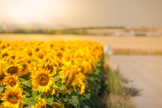 Bright Summer Sunflowers Field. Horizontal filtered shot
