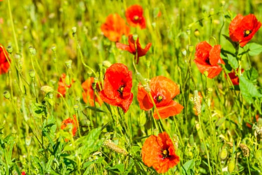 Red poppies in a summer meadow on sunny day. Horizontal shot