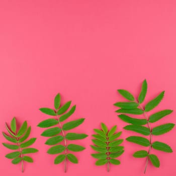 Creative flat lay top view pattern with fresh green rowan tree leaves on bright pink square background with copy space in minimal duotone pop art style, frame template for text