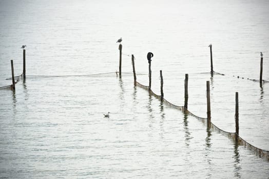 Northern Sea landscape: still water and birds on wooden posts
