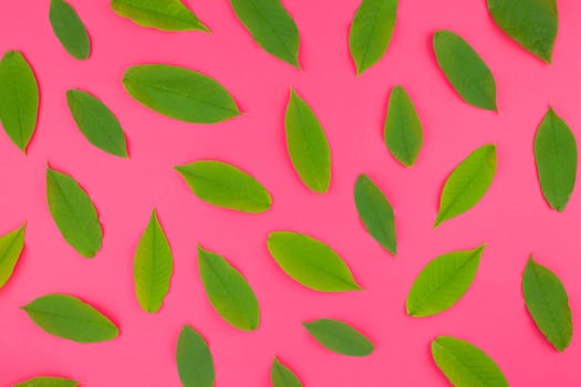 Creative flat lay top view pattern with fresh green leaves on bright pink background in minimal pop art style