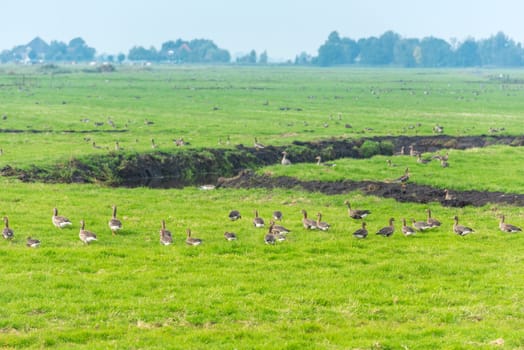 Lots of wild geese searching food on the meadow in Netherlands