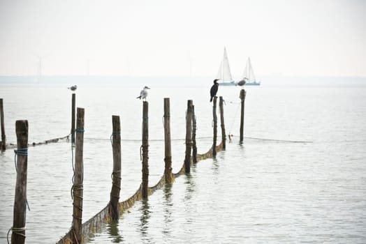 Northern Sea landscape: still water and birds on wooden posts