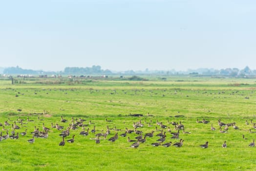 Lots of wild geese searching food on the meadow in Netherlands