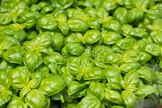 Homegrown green basil pots at the farm market