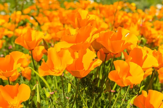 Orange poppies in a summer meadow on sunny day. Horizontal shot