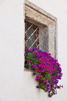 Window with flowerpots and colorful flower on a white wall