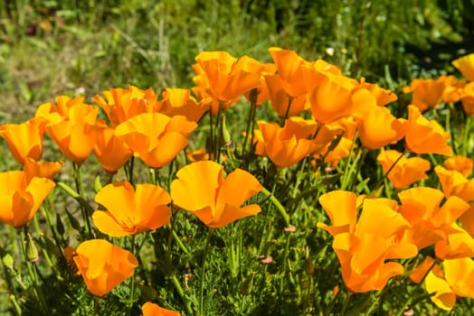 Orange poppies in a summer meadow on sunny day. Horizontal shot