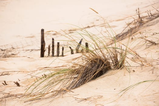 Sand dunes at the ocean beach in France. Horizontal shot