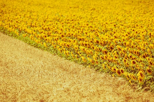 Cereal and Sunflowers Fields view. Filtered shot with a selective focus