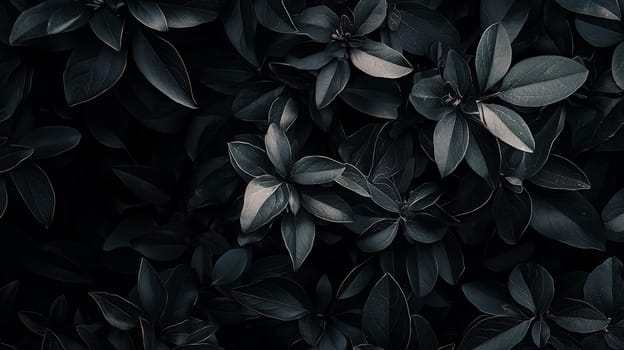 This stunning image features a rich, deep black background that exudes elegance and sophistication. The simplicity of the black canvas creates a striking contrast that can enhance any subject placed in front of it, making it an ideal choice for photography, graphic design, and digital art. Its versatility allows it to evoke feelings of mystery, drama, and timeless beauty, making it a perfect backdrop for a variety of creative projects.