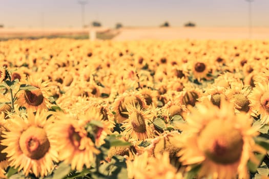 Bright Summer Sunflowers Field. Horizontal filtered shot