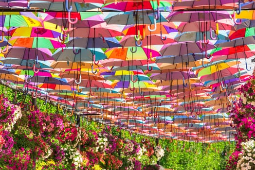 UAE, DUBAI - DECEMBER 30: multicolor umbrellas roof in Dubai miracle garden on December 30, 2014