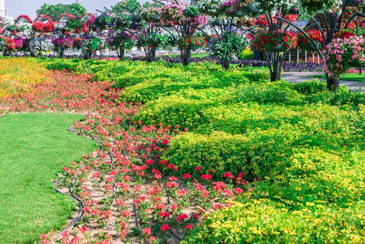 UAE, DUBAI - DECEMBER 30: dubai miracle garden with over million flowers on a sunny day December 30, 2014