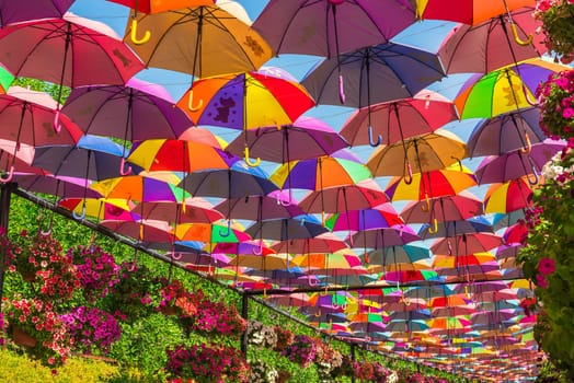 UAE, DUBAI - DECEMBER 30: multicolor umbrellas roof in Dubai miracle garden on December 30, 2014