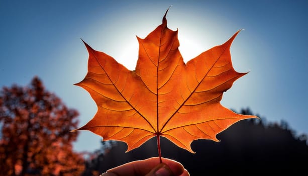 leaf of maple acer tree scientific name Acer Rubrum, AI generated image