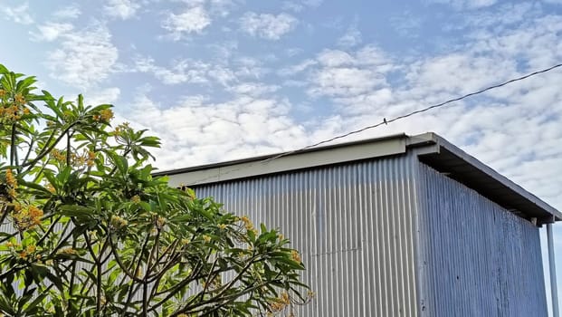 A warehouse and a tree under the blue sky. The warehouse placed beside a tree. The warehouse and the tree shined by the sun.