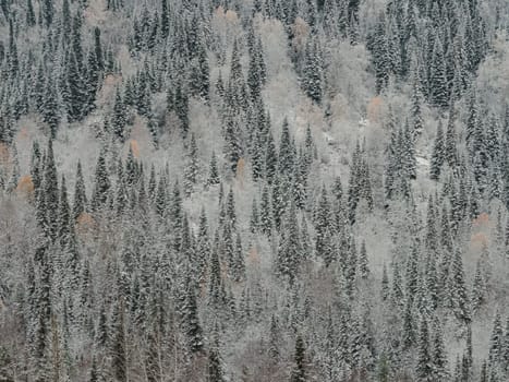Winter landscape of Fir Tree Forest in Mountains. Christmas Landscape Background. Change of seasons from autumn to winter in Europe Mountains. Rich Forest with various green trees