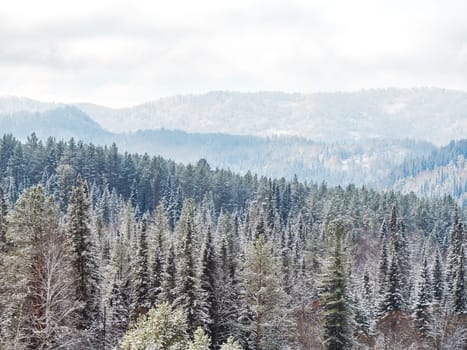 Winter landscape of Fir Tree Forest in Mountains. Christmas Landscape Background. Change of seasons from autumn to winter in Europe Mountains. Rich Forest with various green trees