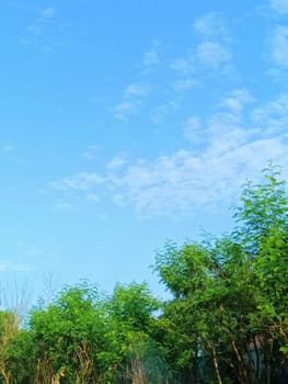 Trees with blue sky background. Green Leaves of trees shined by the sunlight shows its true color.