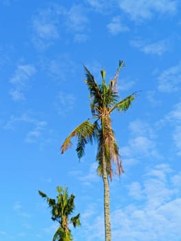 Coconut trees with background of blue sky. Clouds in the sky.