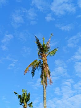 Coconut trees with background of blue sky. Clouds in the sky.