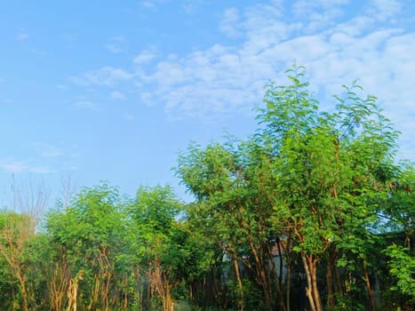 Trees with blue sky background. Green Leaves of trees shined by the sunlight shows its true color.