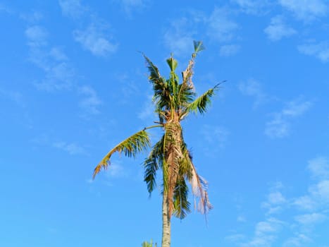 Coconut trees with background of blue sky. Clouds in the sky.