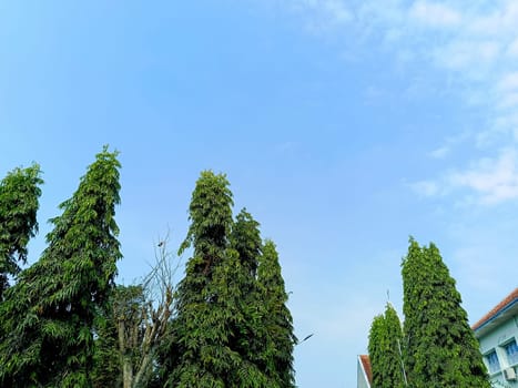 Gaze upon a picturesque scenery featuring tall, vibrant green trees beneath a brilliant, clear blue sky