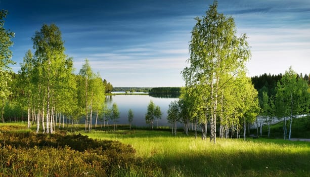finnish forest natural landscape, AI generated image
