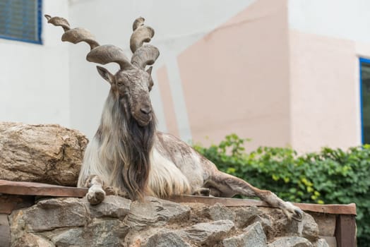Big billygoat guard his zone in a zoo