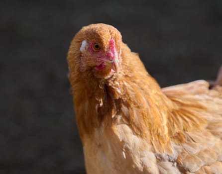 Domestic chicken walking outdoors on a summer day