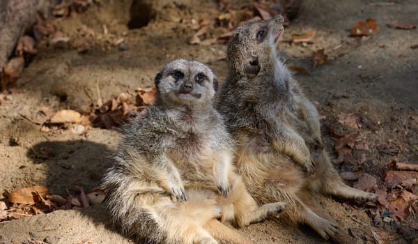 An adult meerkat walks outdoors, a pair of animals sitting
