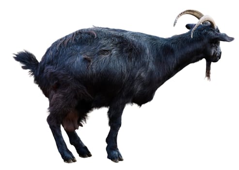 Black domestic goat with horns on isolated background