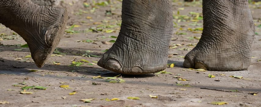 A fragment of a walking elephant's leg on a summer day