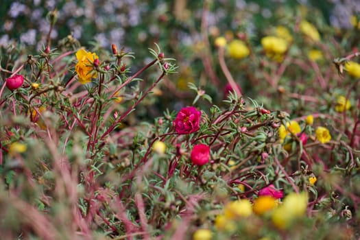 Annual succulent plant with colorful flowers on a summer day in the garden. Portulaca grandiflora