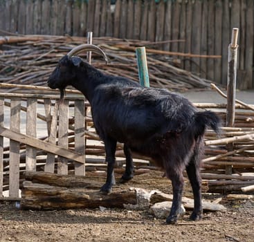 Black domestic goat with horns walking outdoors on a farm