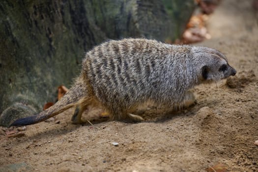 An adult meerkat walks outdoors
