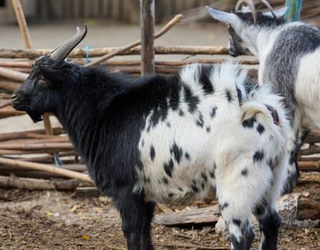 Black and white domestic goat with horns walking in the fresh air
