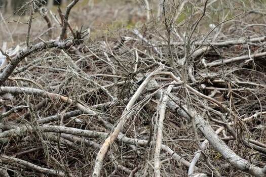 Old wood,brushwood pile