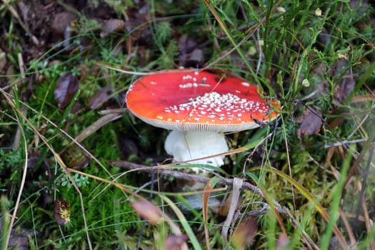 Poisonous toadstool on the way to the Herzogenhorn