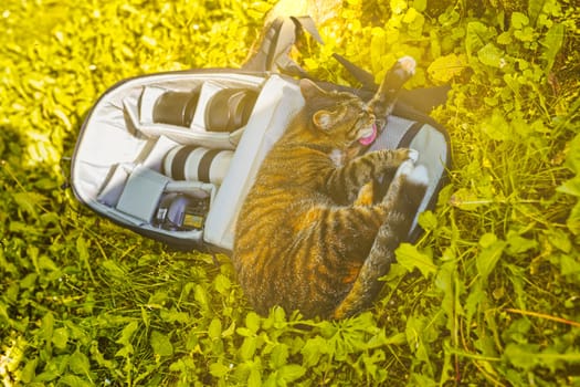 Adorable tabby cat playfully relaxing in an open photographer's backpack filled with camera equipment, enjoying the warm sunlight on a patch of vibrant green grass