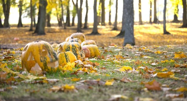 Pumpkin jack-o'-lanterns lie scattered in a sunlit autumn forest. The fallen leaves and the sunlight create a festive and slightly eerie Halloween atmosphere.