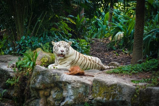 White Tiger Nestled in the jungle. Shooting Location: Singapore